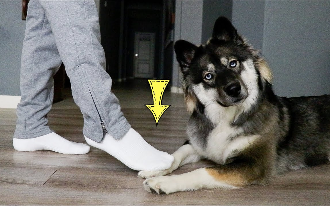 【全世界最帅的哈士奇】踩狗狗脚