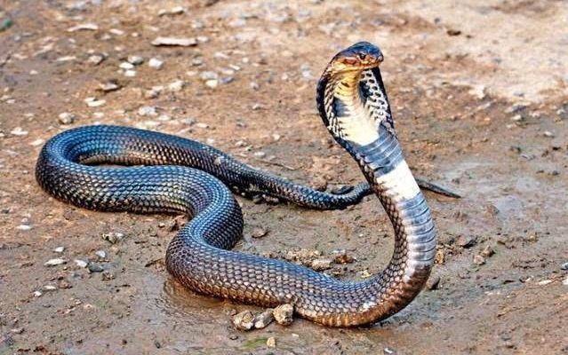 野生眼镜蛇的抓捕和放生