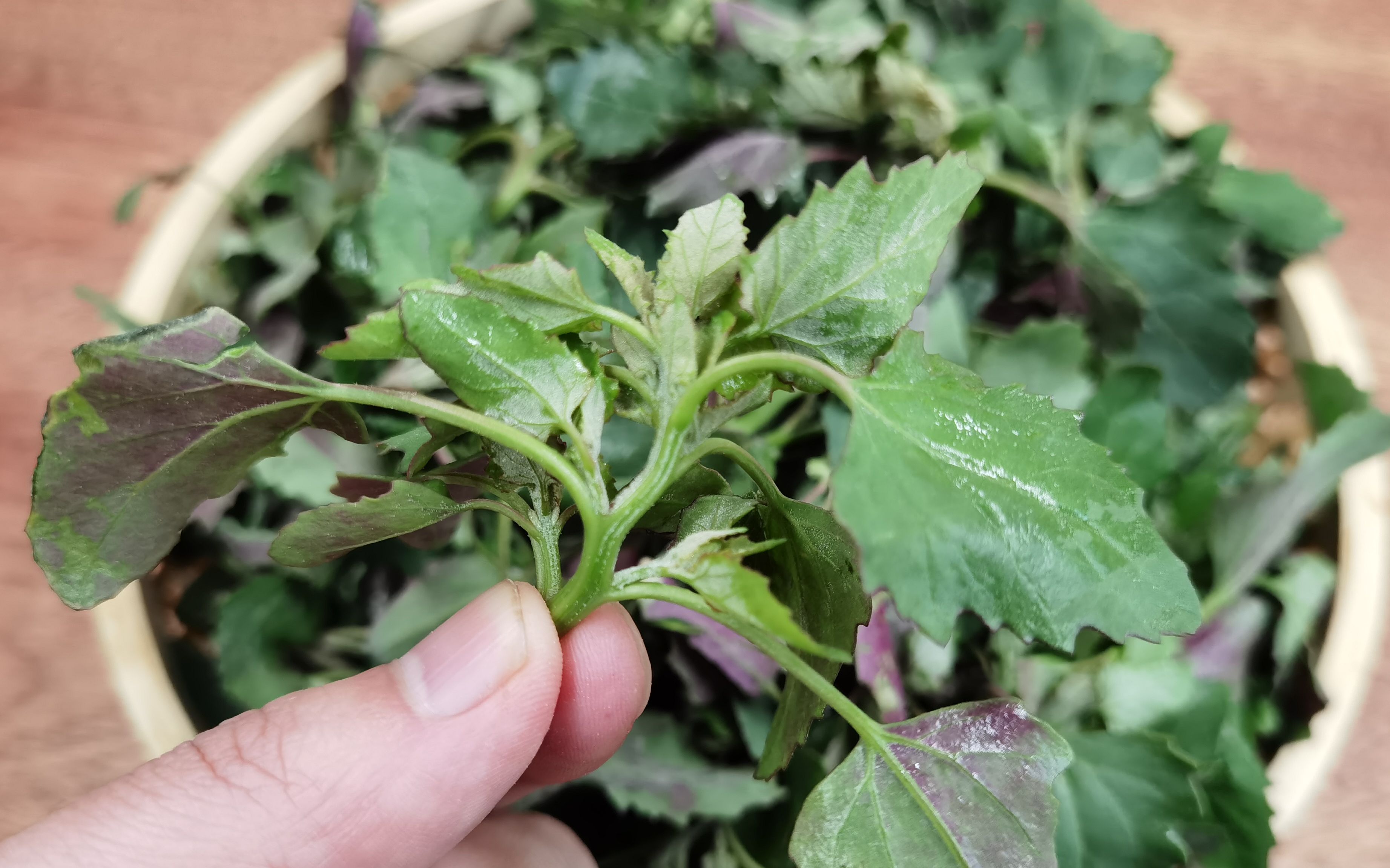 别拿灰菜当野草了,这样上锅一炒,吃着比肉还香,缺点就是太下饭
