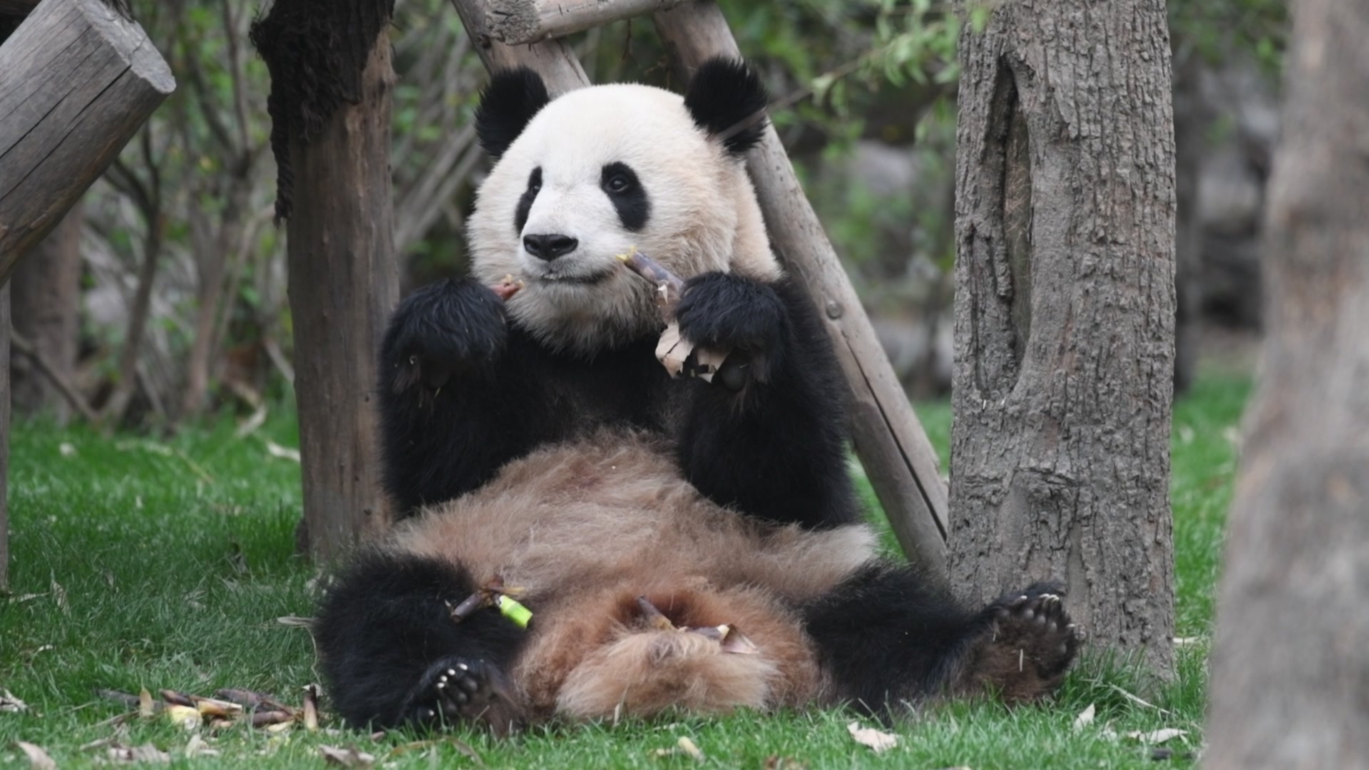 大熊猫【福来】吃播_哔哩哔哩 (゜-゜)つロ 干杯~-bilibili