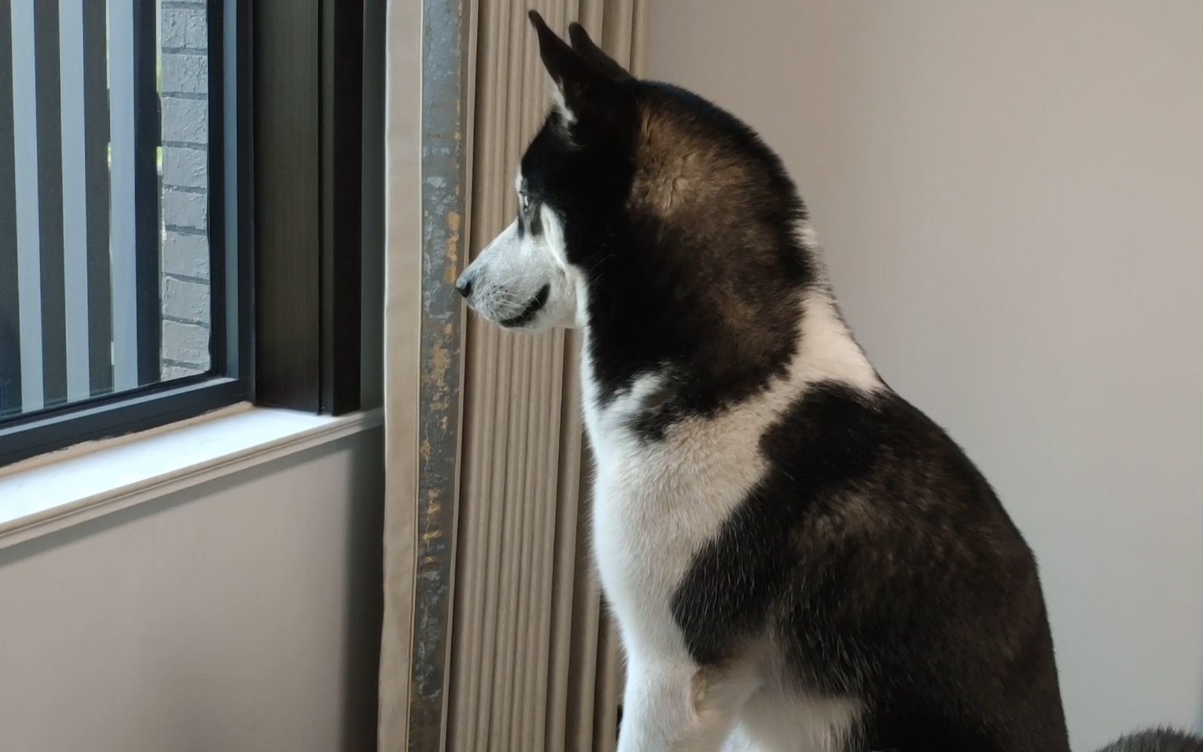 狗狗心太野永远跑不够,扒窗户看外面世界,望眼欲穿的样子太萌了