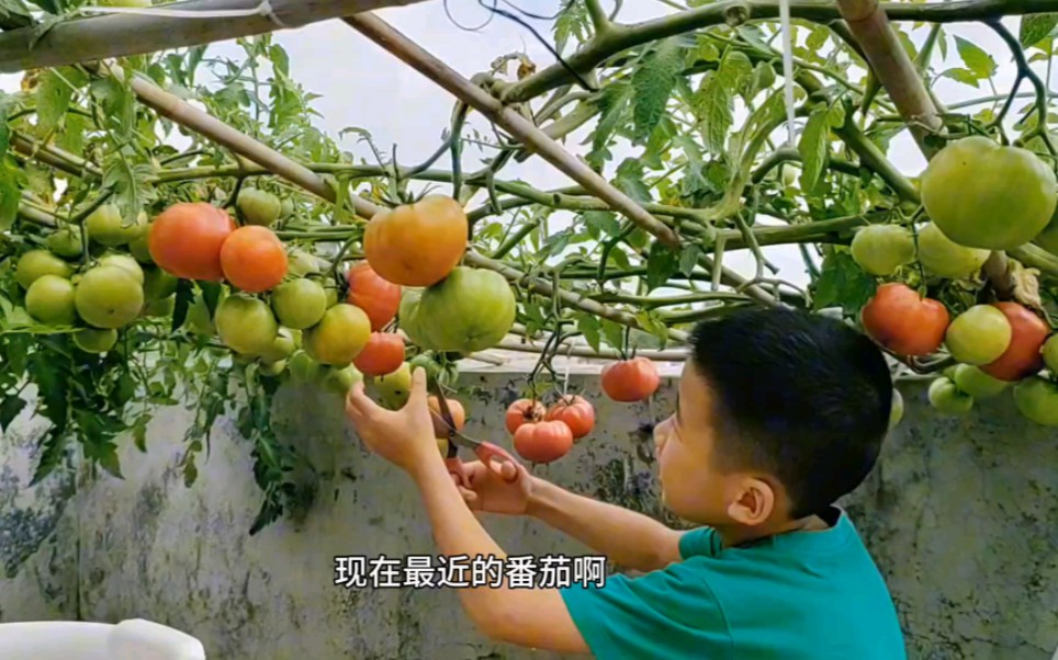 楼顶种的马蹄番茄大丰收,瞧瞧这产量和收获,种1棵就能番茄自由哔哩哔哩bilibili