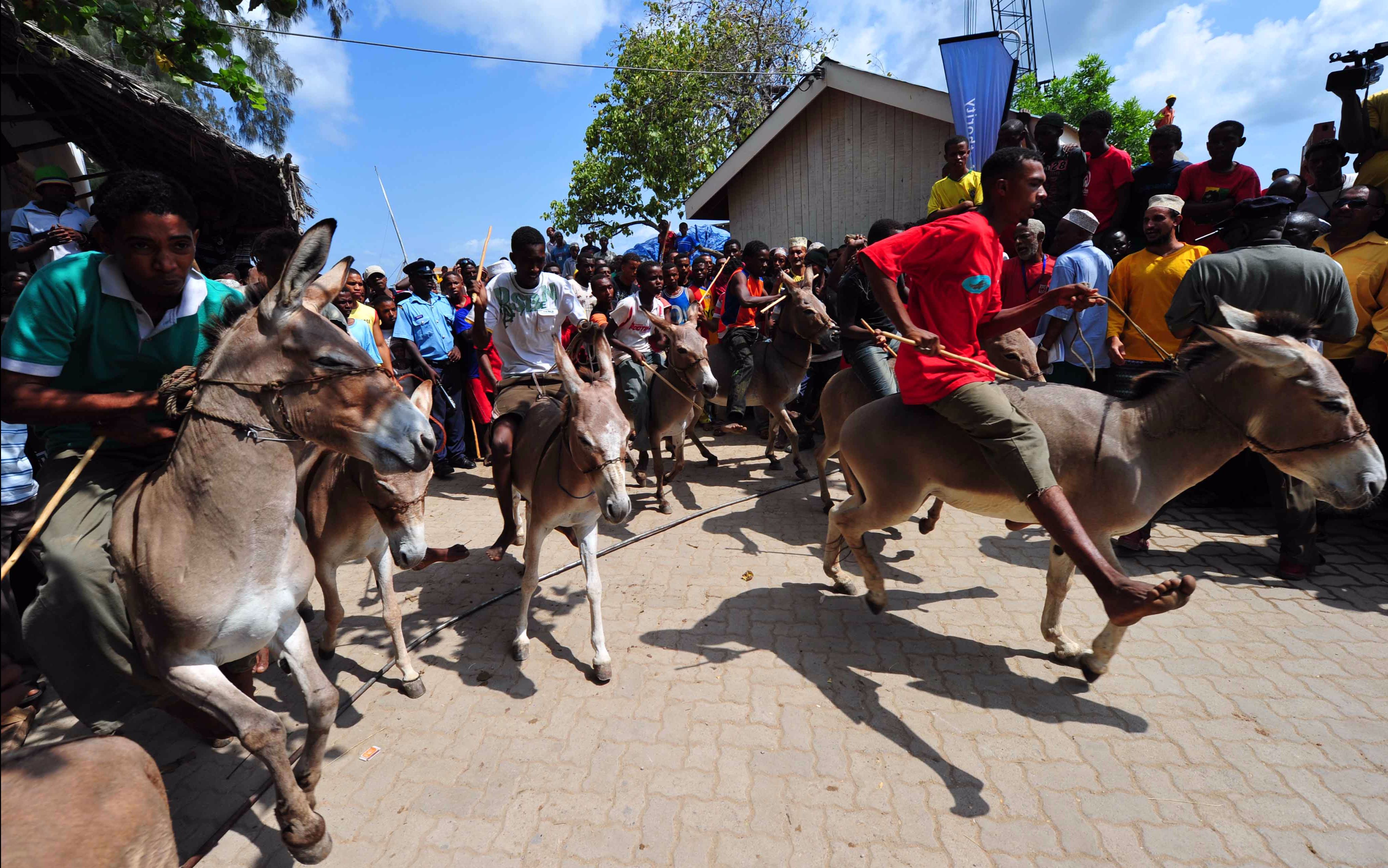 【动物】拉穆古镇:神奇驴岛!骑驴比赛激动人心
