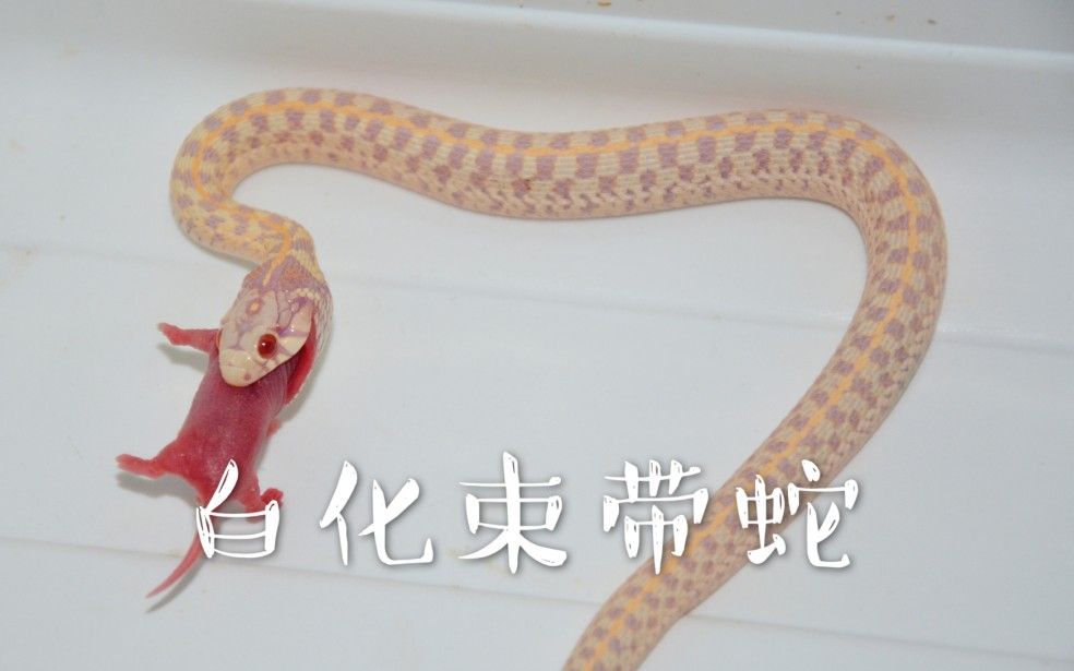 【宠物蛇】 玩具蛇 白化束带蛇