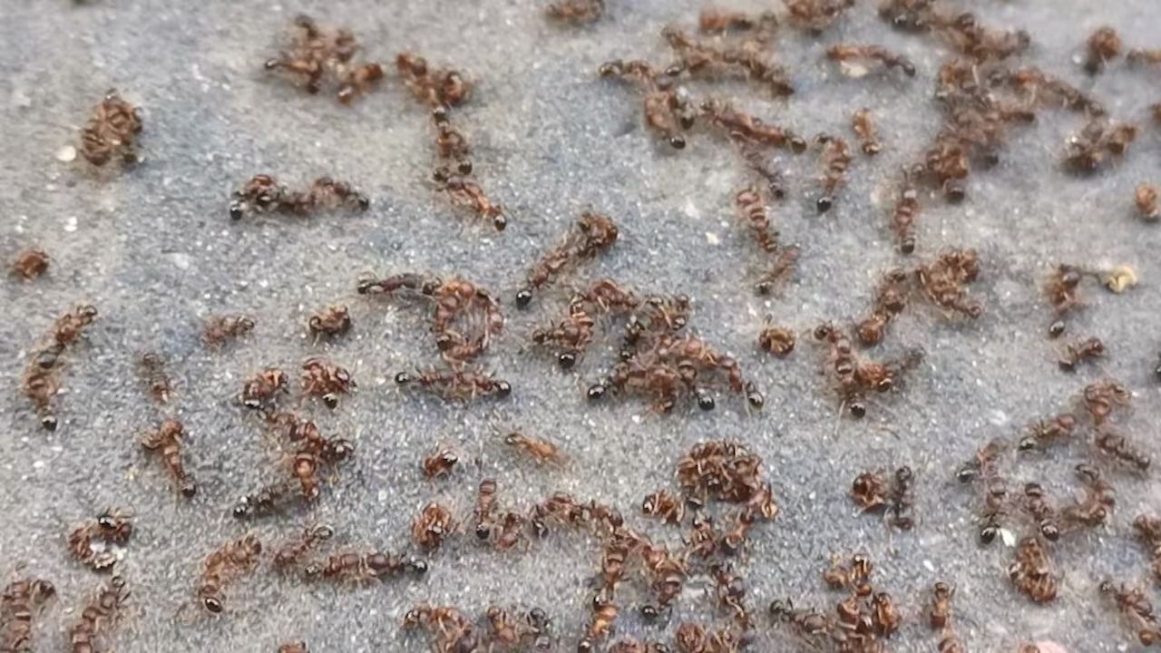 群蚁排衙 B站