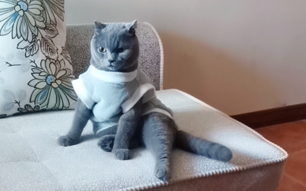 穿上衣服的蓝猫好可爱776288(●˙70˙●)896277