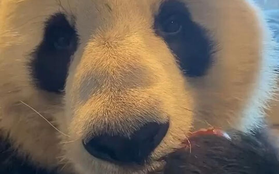 大熊猫星二|不想当爹,只想干饭