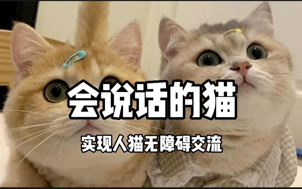 你敢相信吗?你养的猫竟然会张口说话,实现人猫无障碍交流!哔哩哔哩bilibili