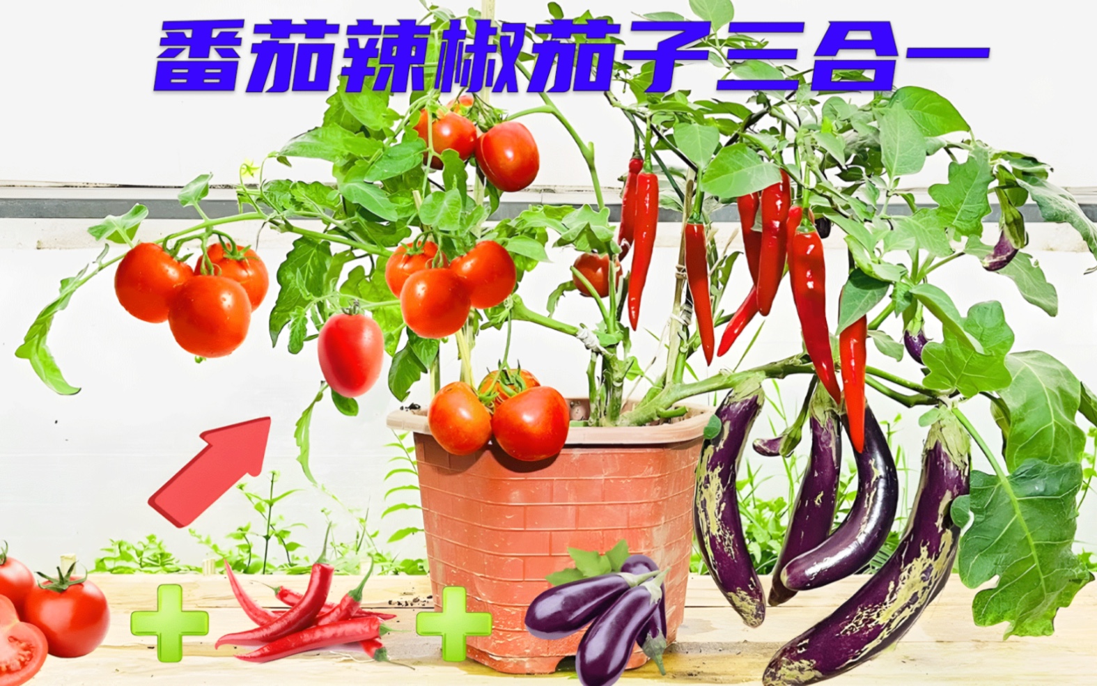 在茄子树上嫁接辣椒番茄,能不能同时结出果实,而做到一举三得