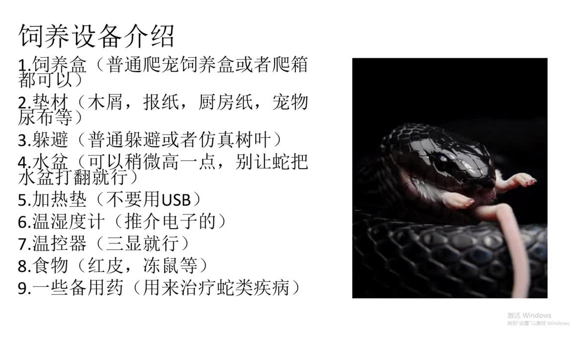 墨西哥黑王蛇饲养教程