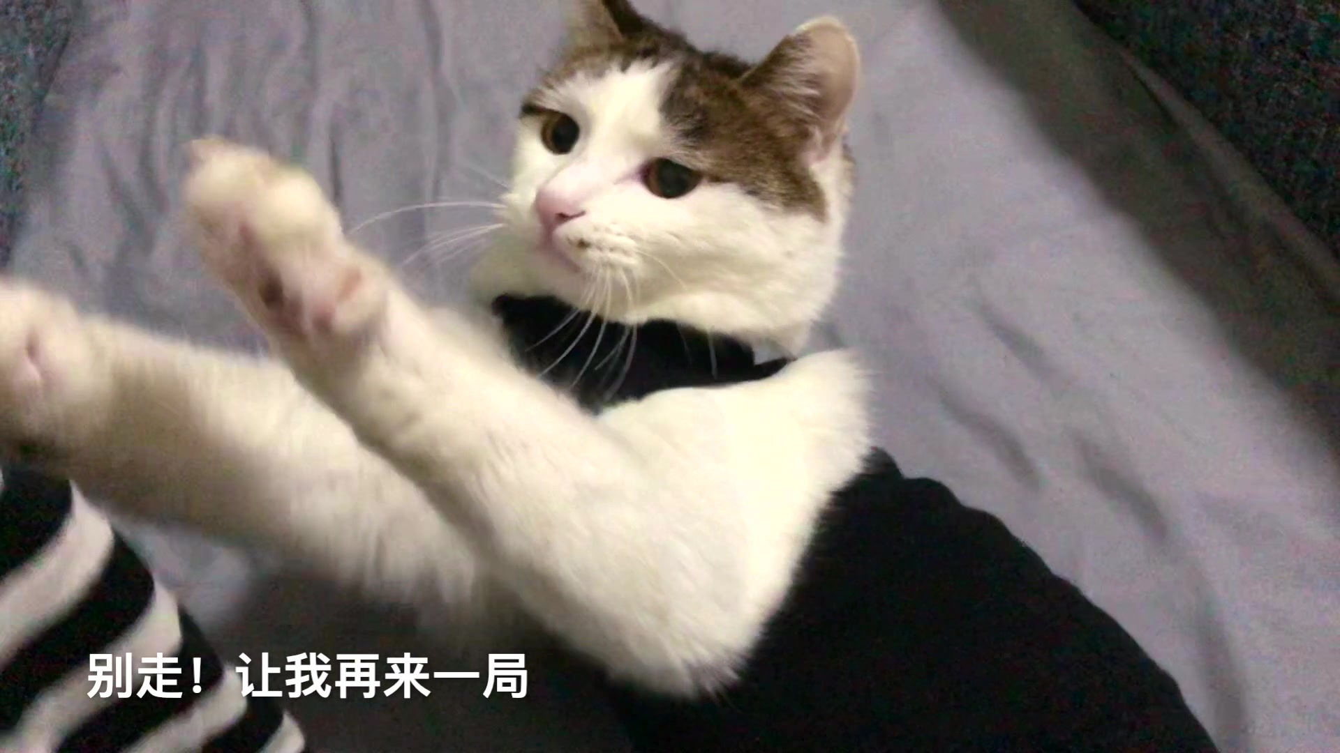 [图]会柔术的猫咪不好惹