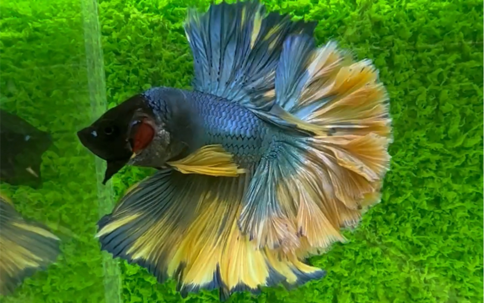 【暗黑水族】泰国斗鱼 黄蓝芥子羽毛尾精品半月