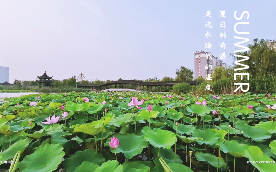 活动作品夏日的虹桥湿地公园