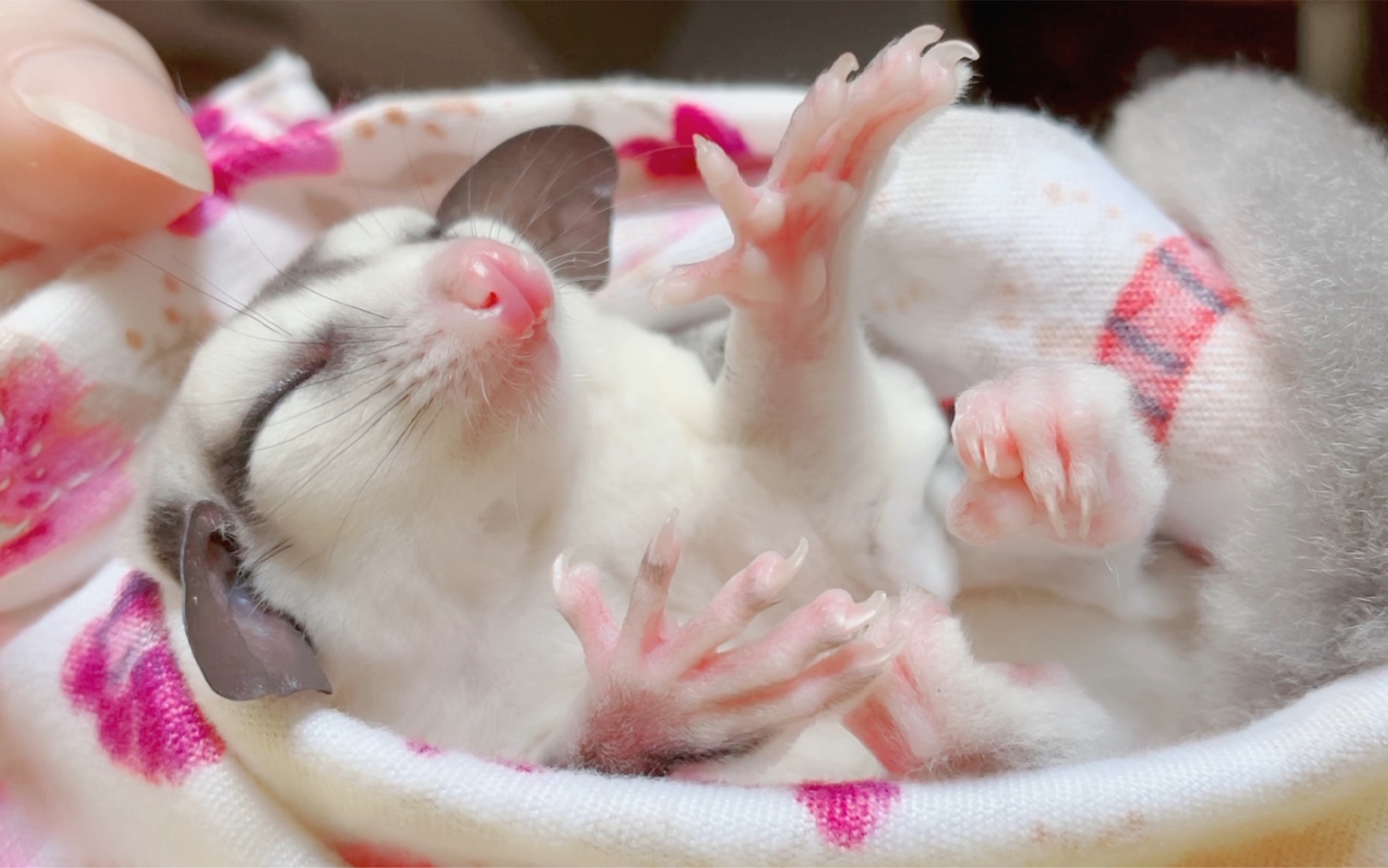 蜜袋鼯的红伞伞白杆杆_哔哩哔哩_bilibili