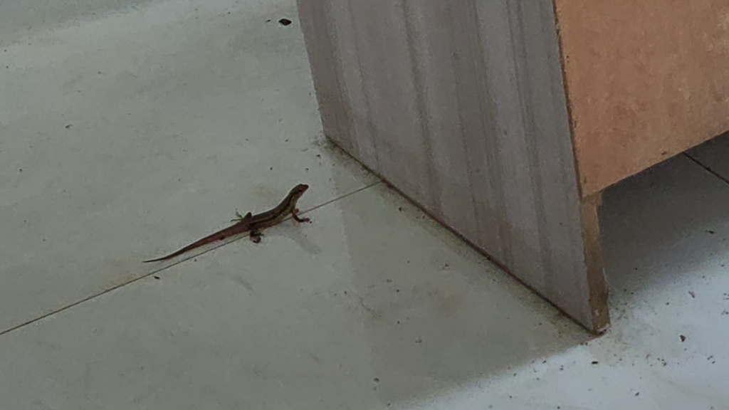 动物世界 来家里捉蚊虫的蜥蜴