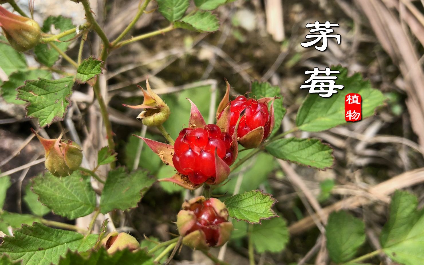 茅莓的功效(茅莓功效大揭秘,让你健康美丽)