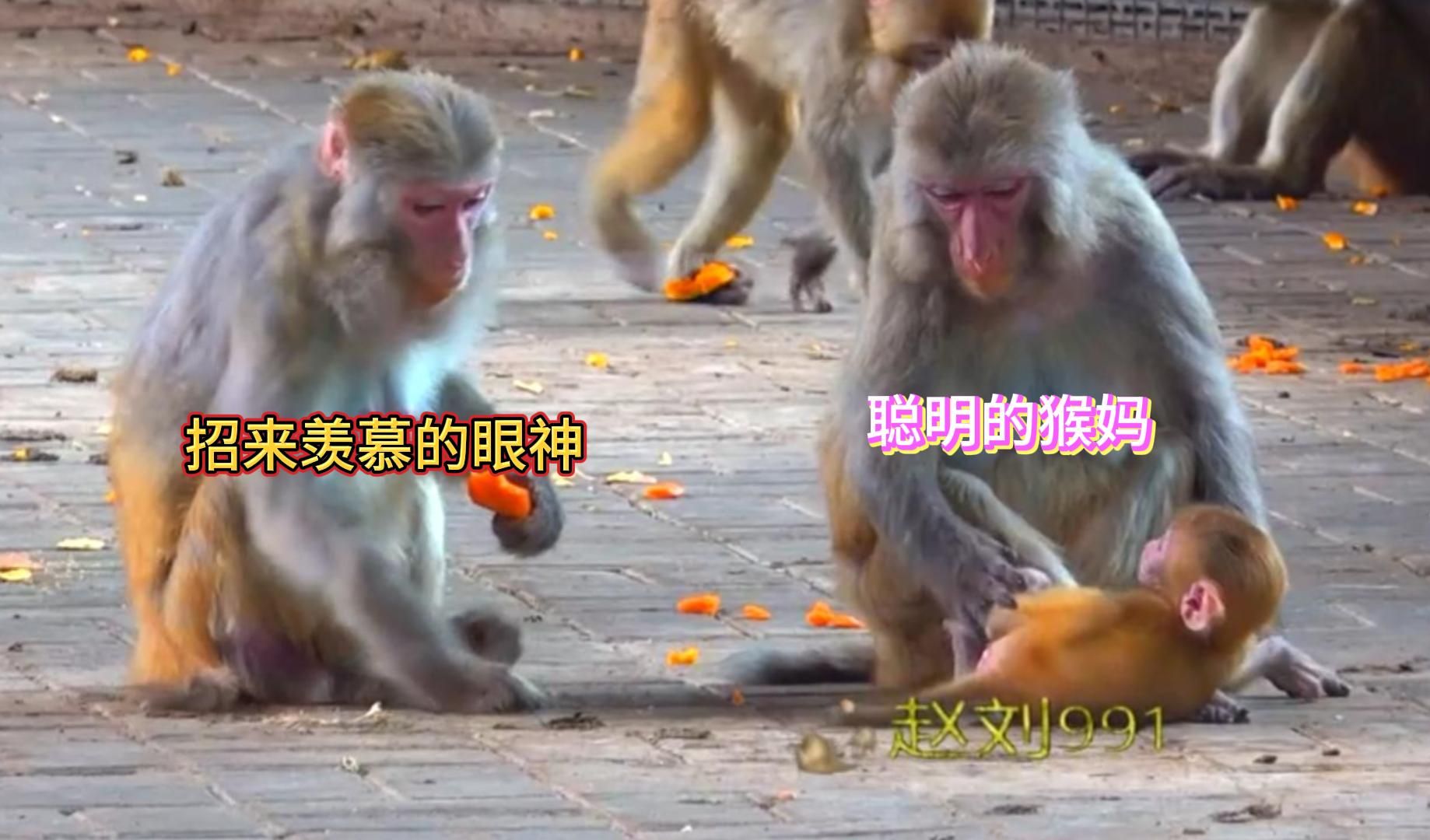 聪明的猴妈,把枯燥的生活过得有滋有味,其他猴妈羡慕不已