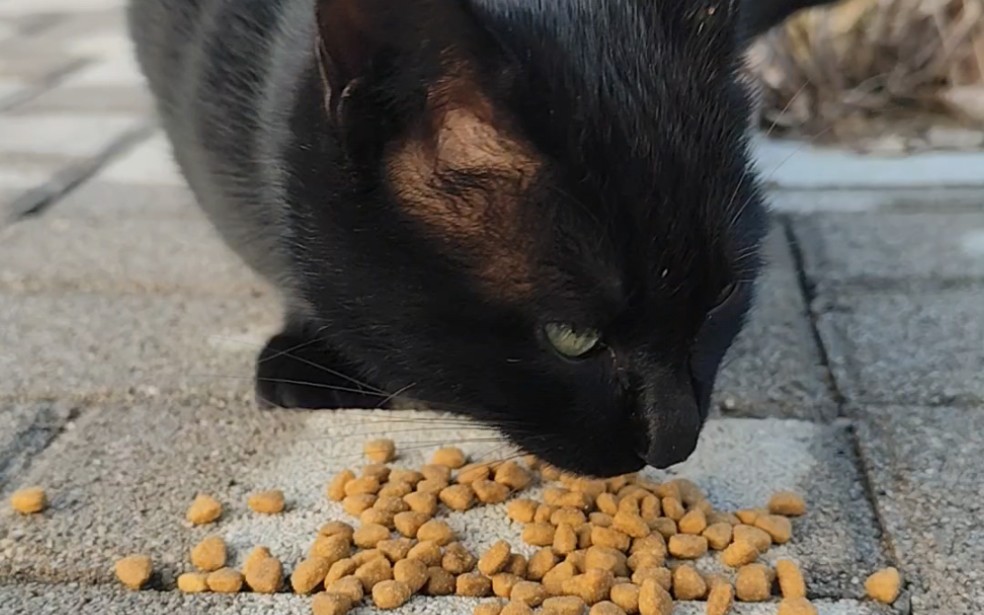 绿眼玄猫嘎嘣嘎嘣的吃播