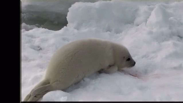 海豹幼崽宝宝摇头摆尾 竖琴海豹哔哩哔哩bilibili