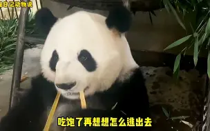 萌兰最喜欢木梳，但好像也最烦木梳，哈哈哈哈哈哈