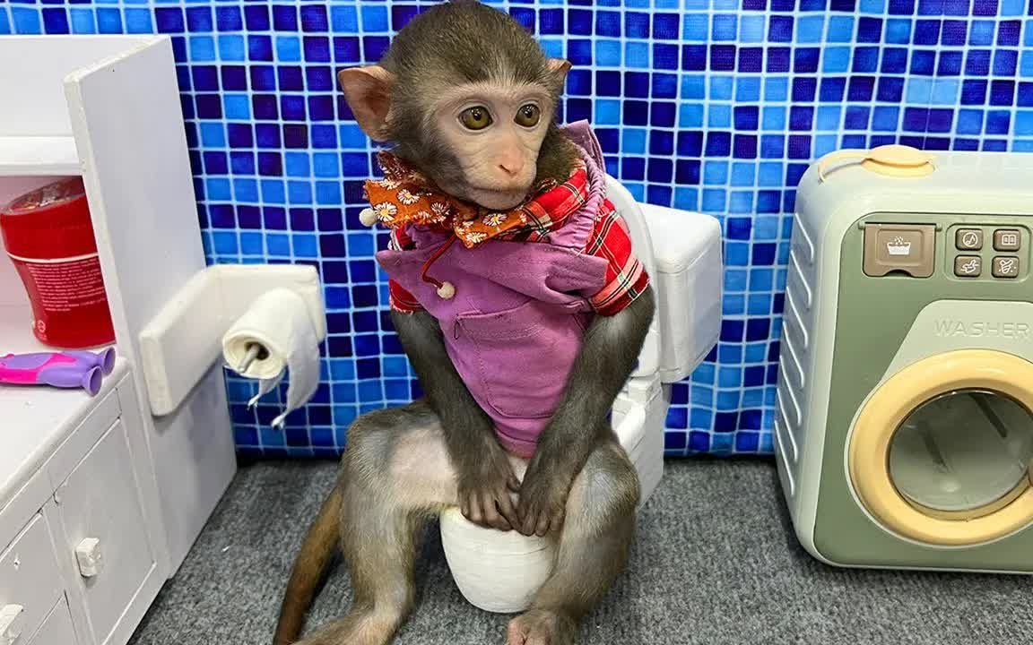 猴猴上厕所真好玩