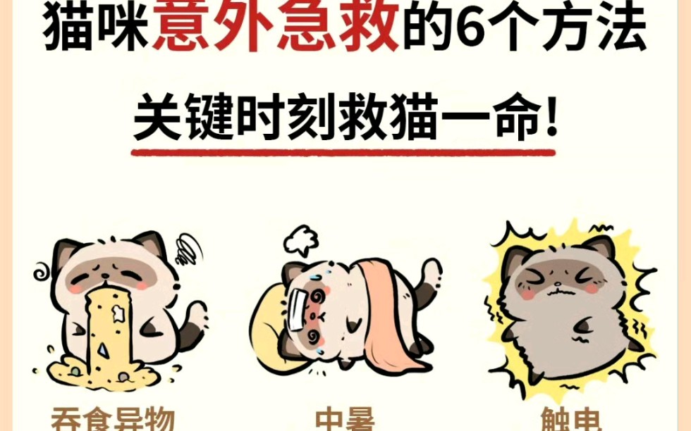 猫咪突发意外的6个急救方法ⷮŠ救猫一命!快@你身边的养猫人来学养猫必修课当猫咪不幸发生意外,铲屎官如果第一时间有效的采取急救措施,关键时刻能...