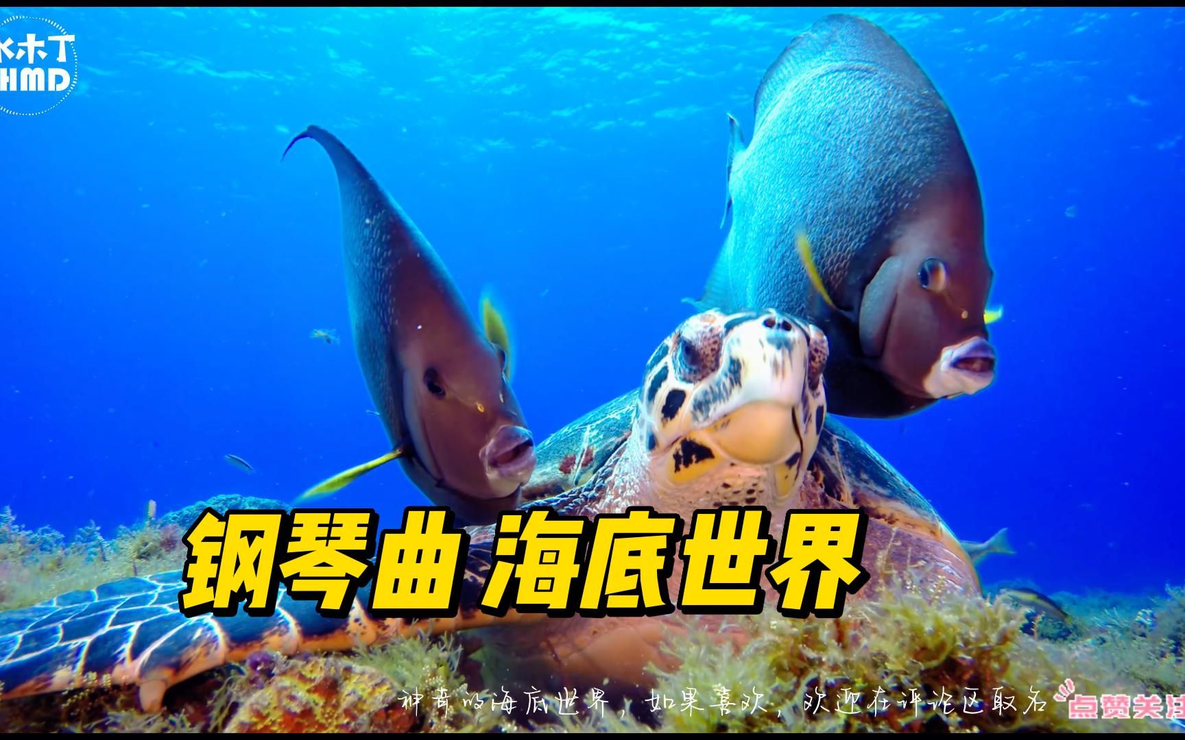 [图]第27集I #钢琴曲 #海底世界动物 #海底世界真奇妙 #神奇动物在抖音 #海洋世界 #如果喜欢点赞