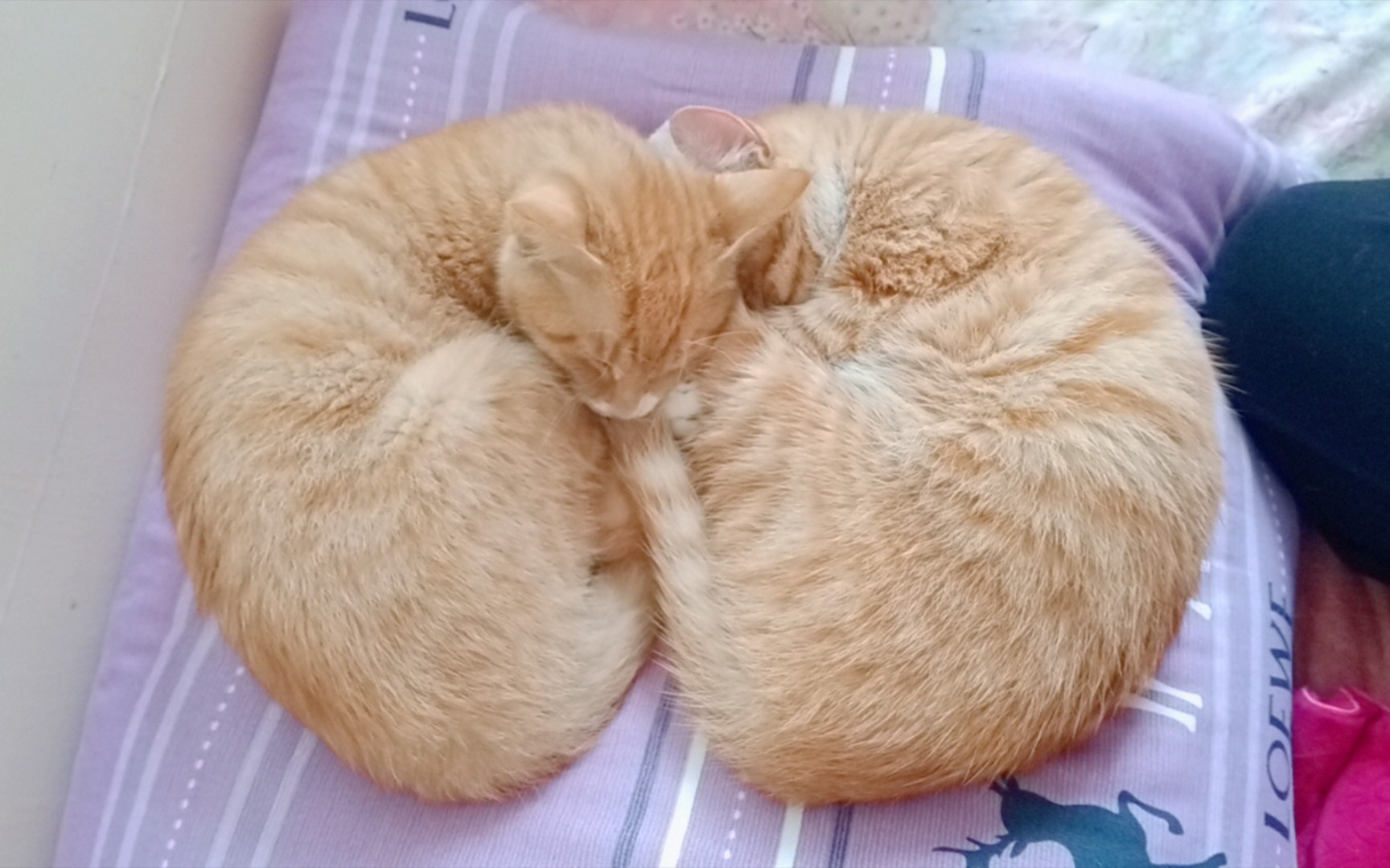 这两只猫团在一起睡觉,长的像啥