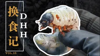 天价甲虫 在亚马逊雨林中爬行的黑色黄金 寰球大百科211 哔哩哔哩 Bilibili