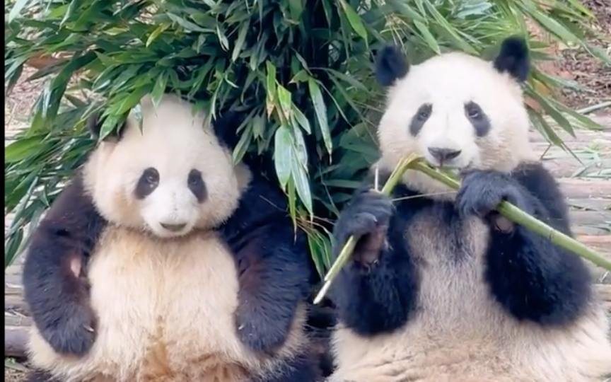 【大熊猫和花和叶】救命!