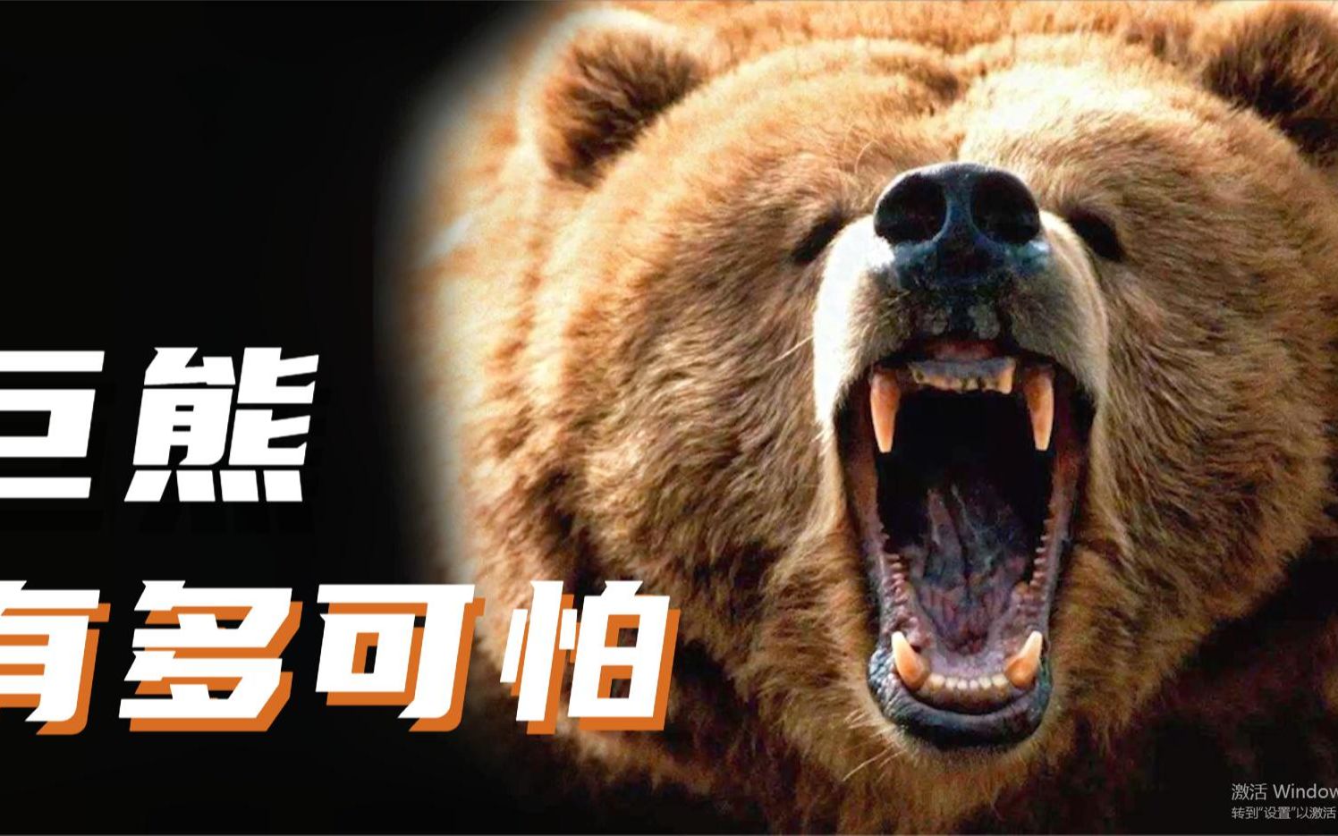 熊有多可怕?人类从未驯服此野兽,著名的巨熊袭击村庄事件