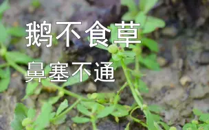 Download Video: 【鹅不食草】鹅都不吃！那我吃！鼻子不通的赶紧来吃！一味好药材！