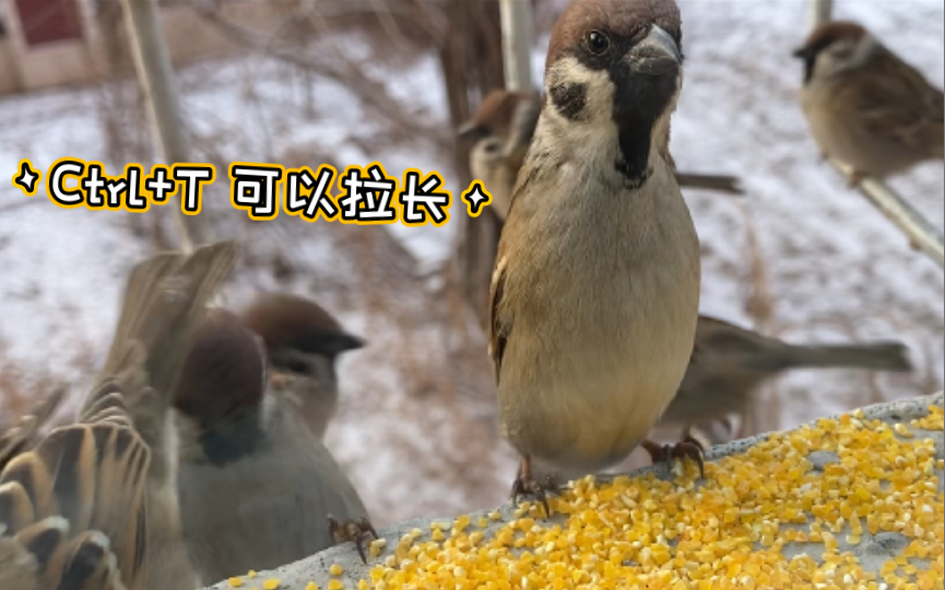 【雀食】Ctrl+T 拉长_哔哩哔哩_bilibili