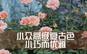 Download Video: 【惠惠的花园】一款冷门小众的复古色月季“漂亮着装” 勤花 抗性强 浓香 颜色很特别