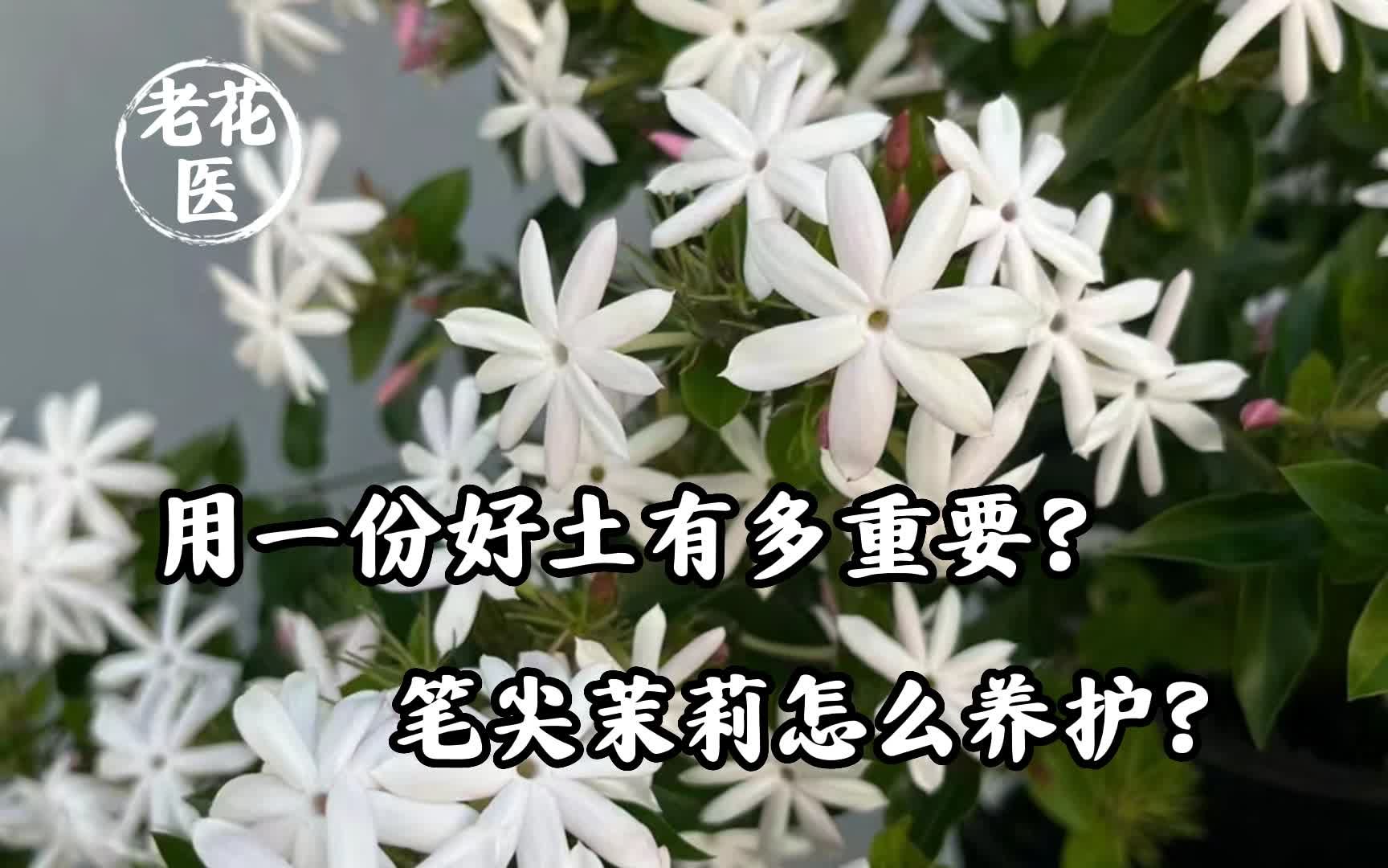 [图]花友寄来笔尖茉莉求养护，看到花土时好失望！