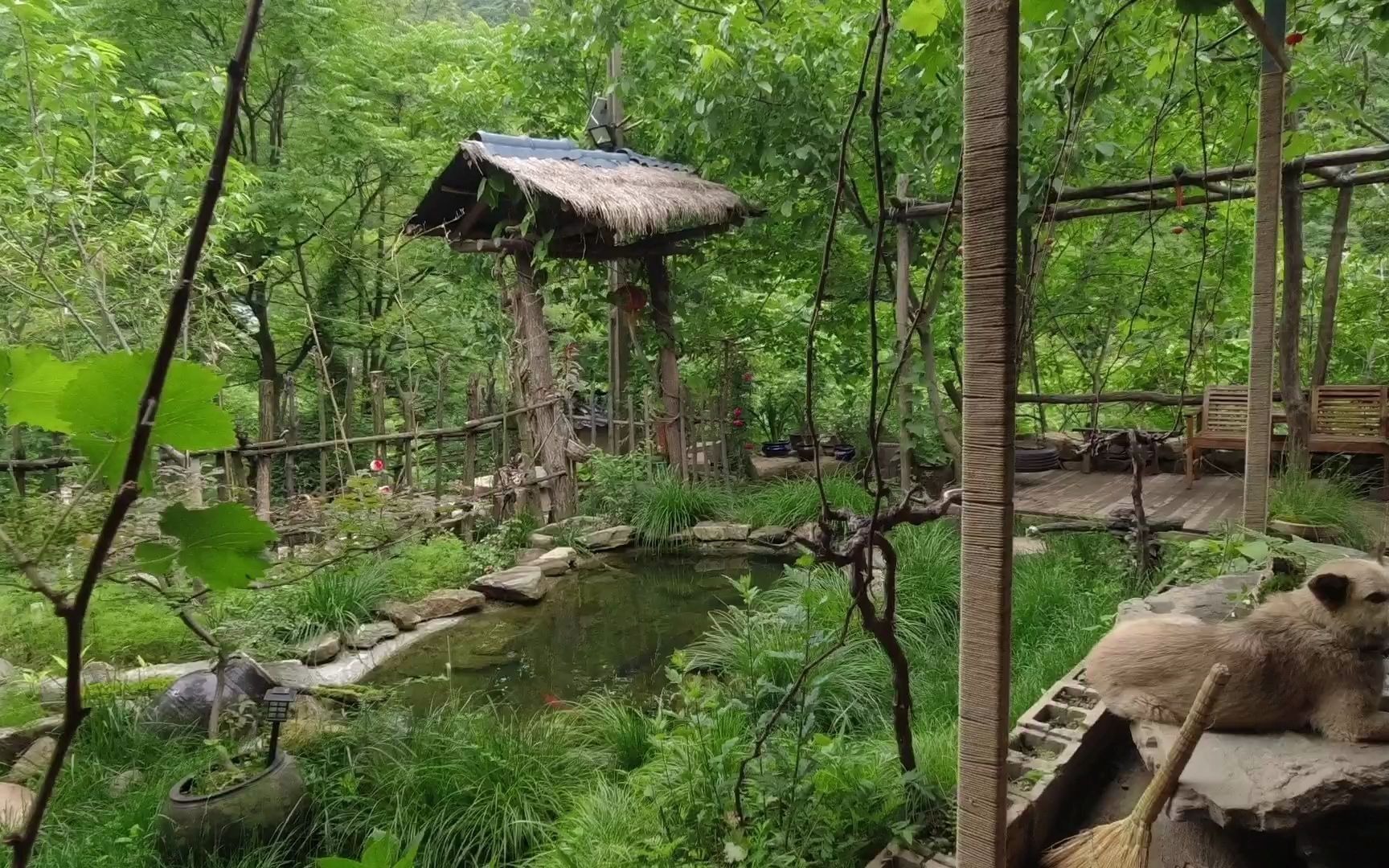 夏天的终南山小院太清凉了,满院子的绿意,看起来格外清凉