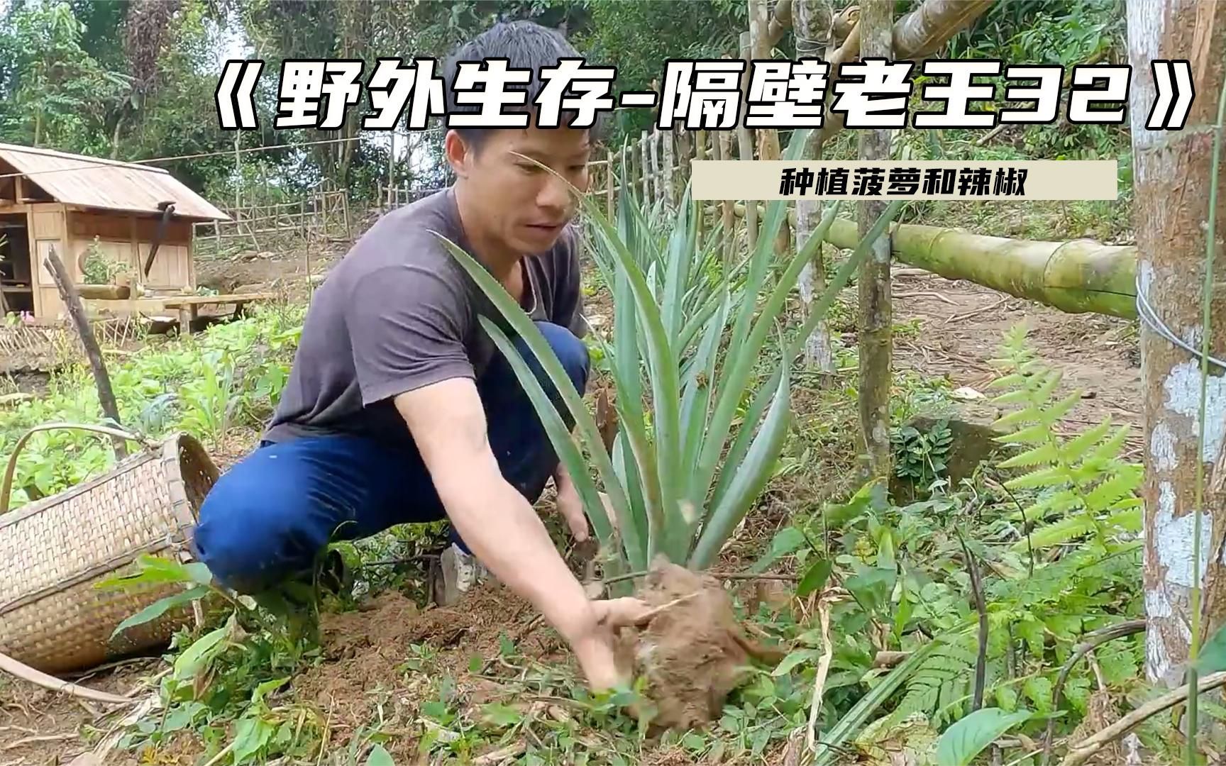 [图]隔壁老王野外求生，种植菠萝，独自一人打造一个家园