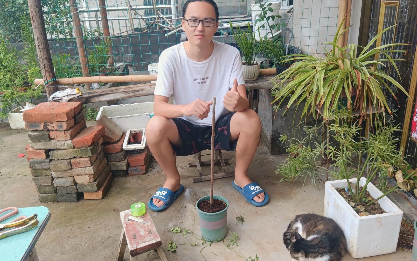 [图]棒棒糖月季制作方法！下雨天正合适，一起来做一盆棒棒糖吧