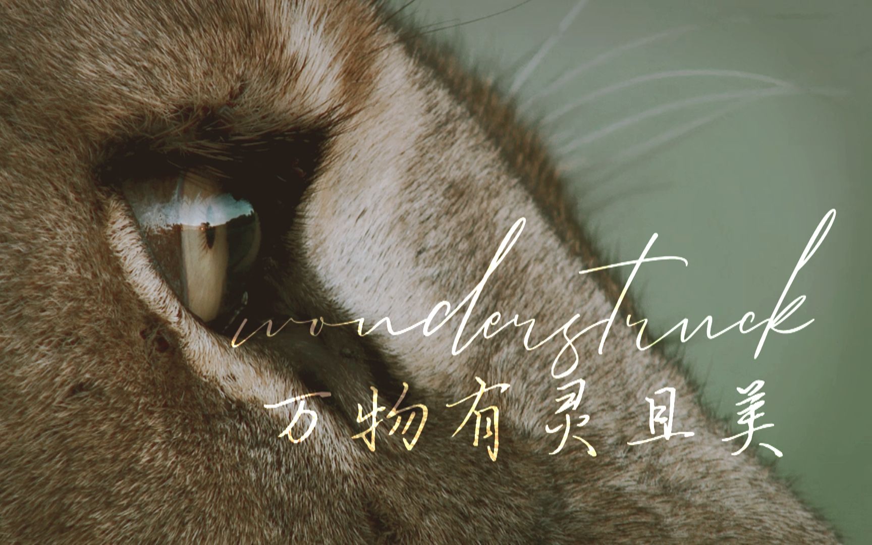 【Multianimal || 纪录片混剪】万物有灵且美哔哩哔哩bilibili