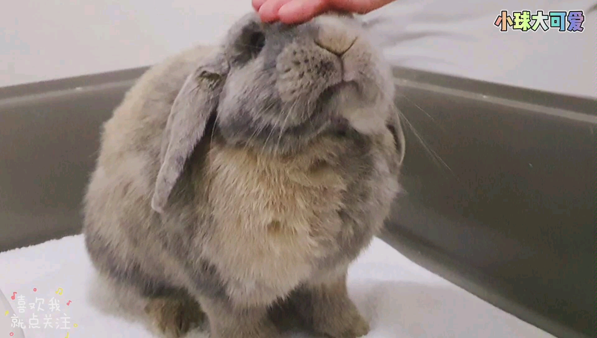 活动作品兔子你们来摸摸小球宝宝吗会笑哦