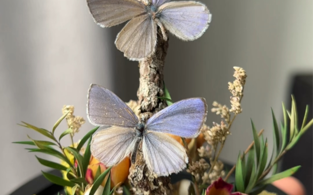 小蓝灰蝶微景观摆件