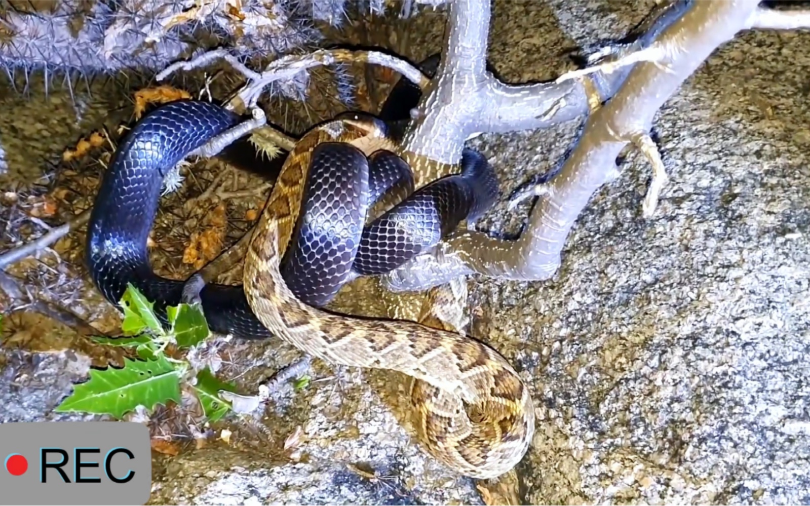 黑王蛇vs响尾蛇一场激烈的战斗谁能赢