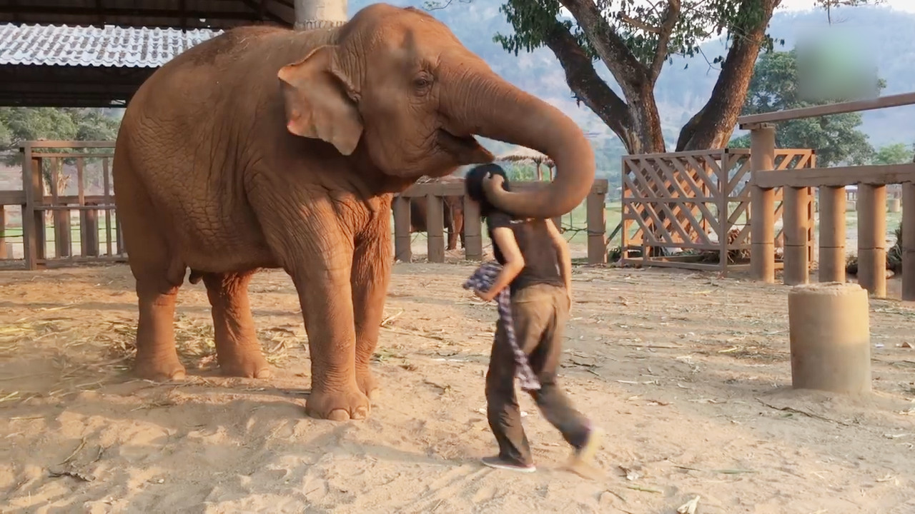 几天不见饲养员,大象直接用鼻子将女子拥入怀中,场面感人