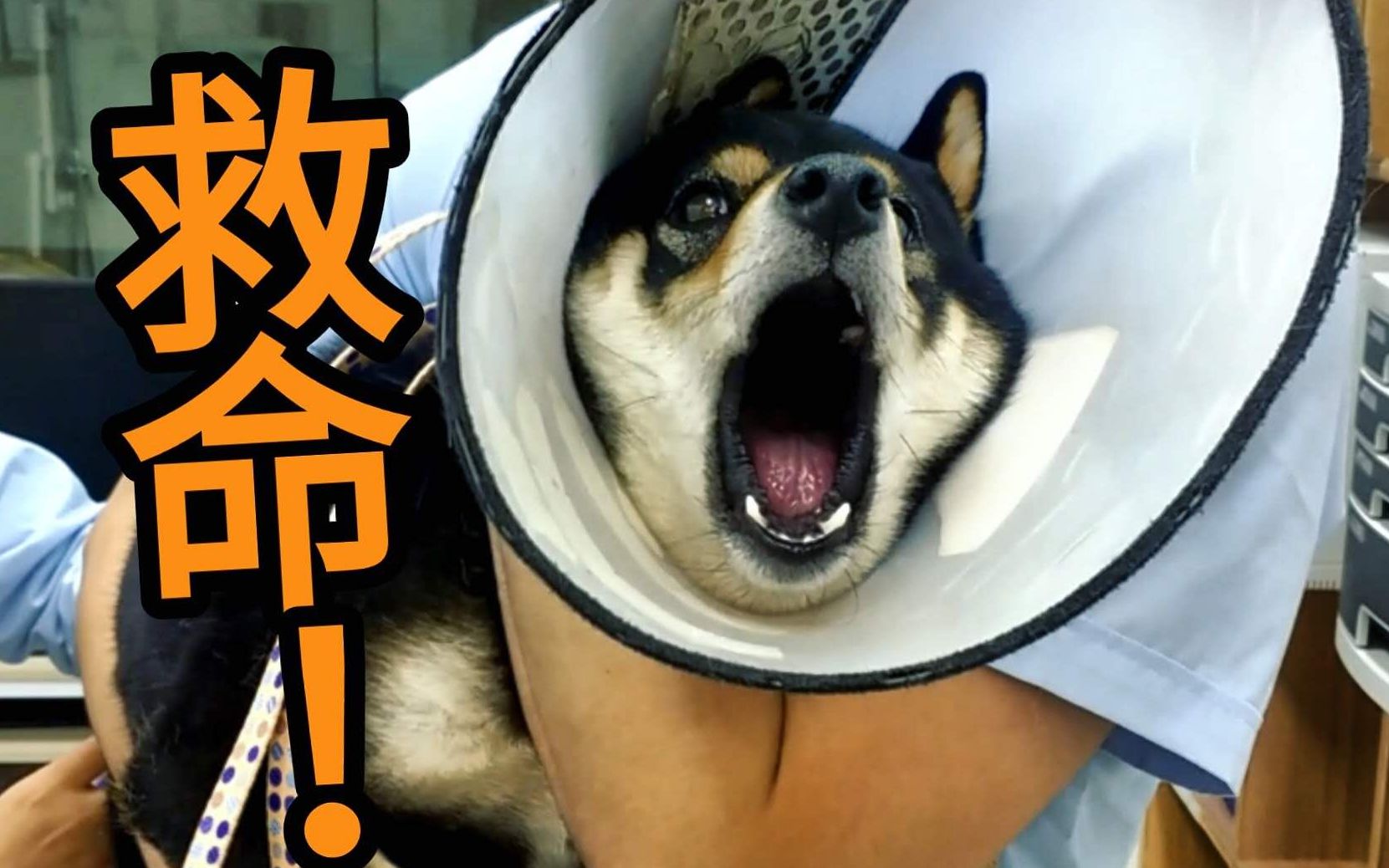 黑柴宝宝打针来自炼狱的嚎叫仿佛看到小时候的自己