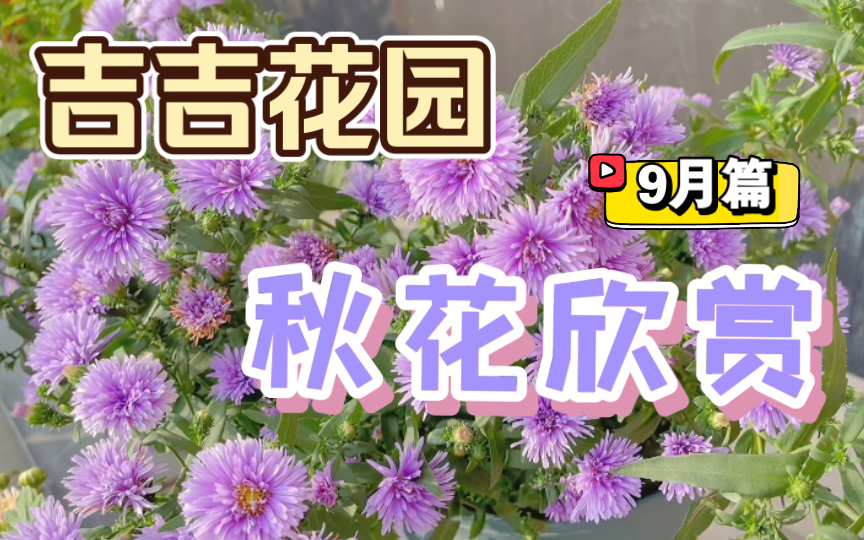 [图]【吉吉花园】2021秋花欣赏（9月篇）| 分享秋天里的那些好花