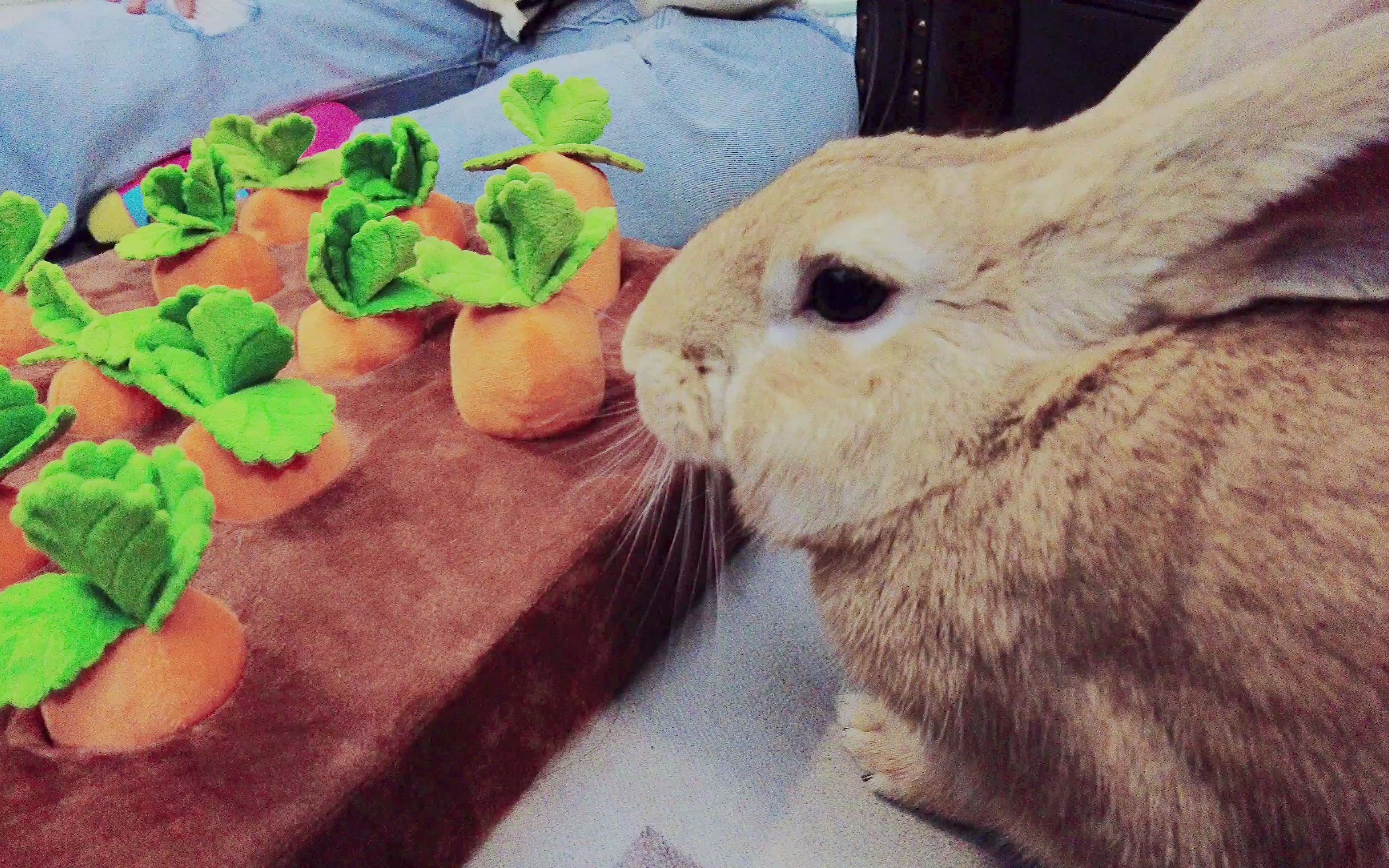 治愈系小兔子拔萝卜