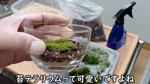 6 採取した苔で 苔テラリウムを作る スナゴケ おしゃれ 彩り 癒し 哔哩哔哩