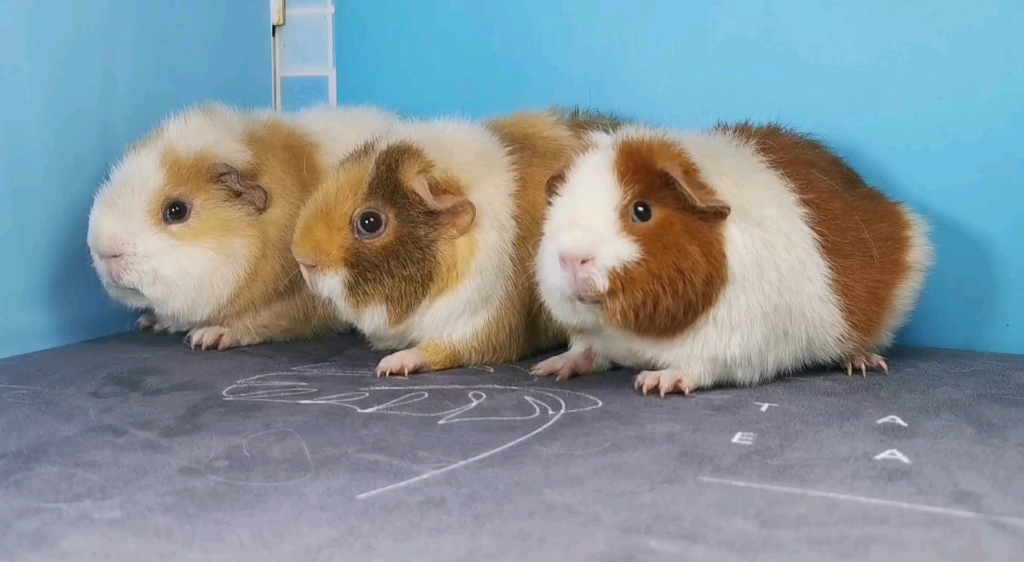 【荷兰猪】对称花色美泰有被萌到么