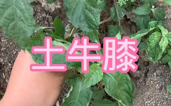 本草植物【牛膝】哔哩哔哩bilibili