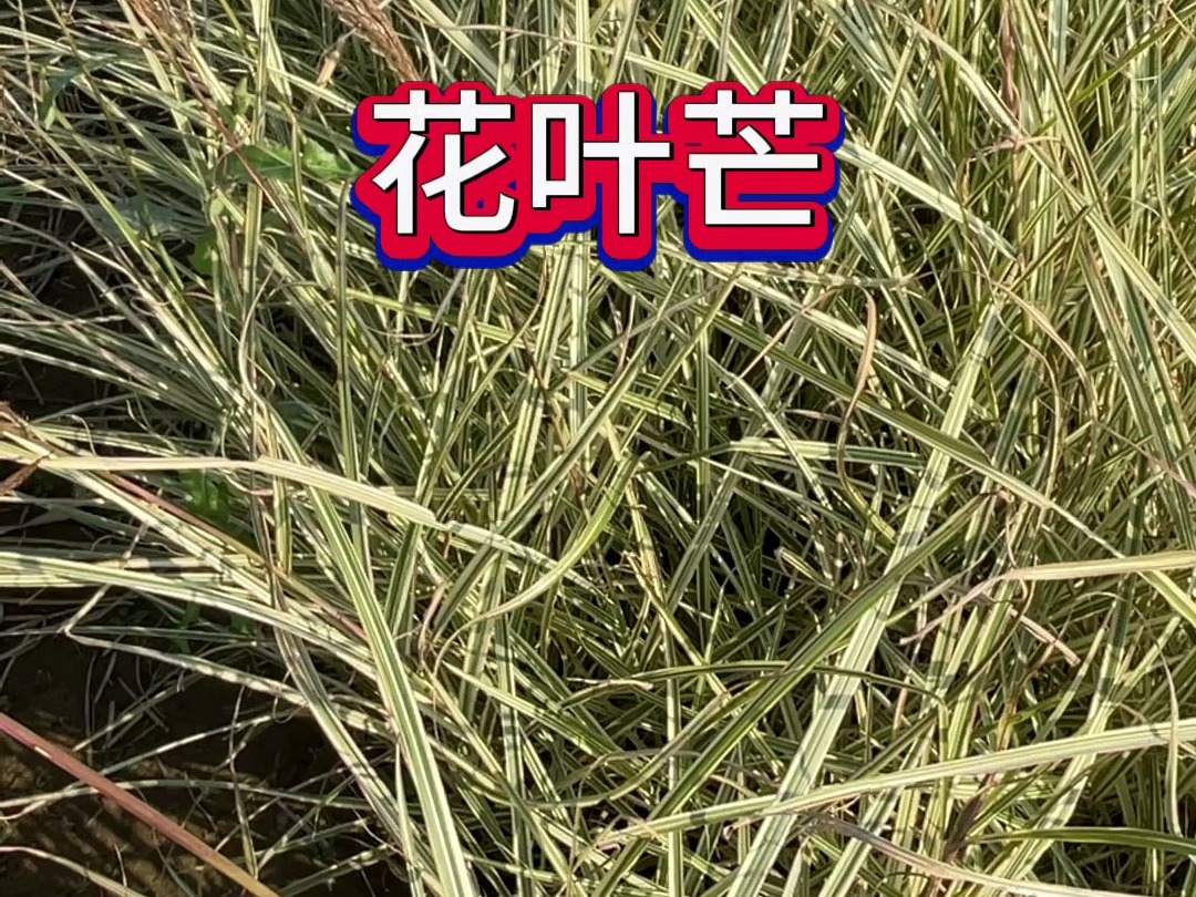 花叶芒北京基地10月底最新状态实拍!哔哩哔哩bilibili